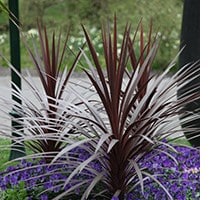Cabbage tree - Cordyline Red Star