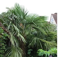 Chusan palm - Trachycarpus fortunei