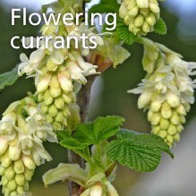 Flowering currants