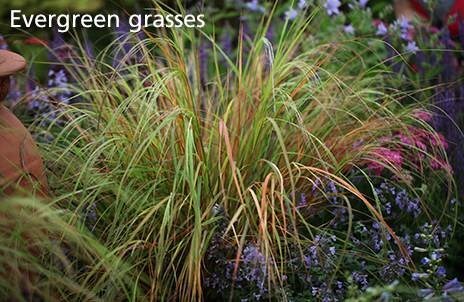 Evergreen grasses