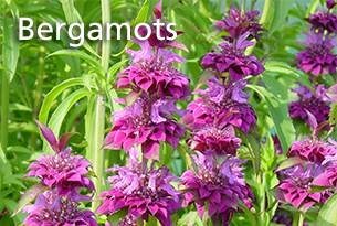 Bergamots