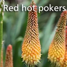 Red hot pokers