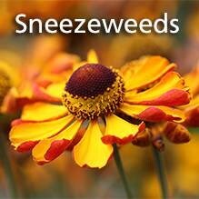 Sneezeweeds