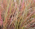 September 2016 - Ornamental grasses