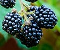 'Easy-peasy' blackberries