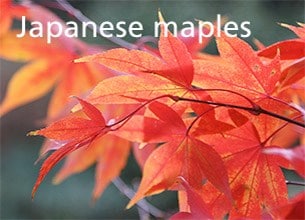Japanese maples