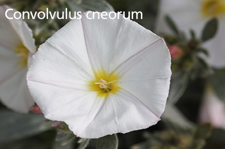 Convolvulvus cneorum