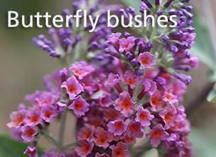 Butterfly bushes