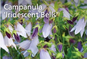 Campanula Iridescent Bells