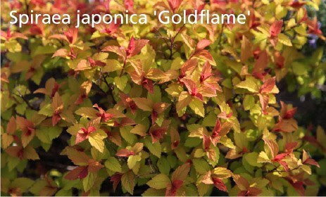 Spirae japonica Goldflame