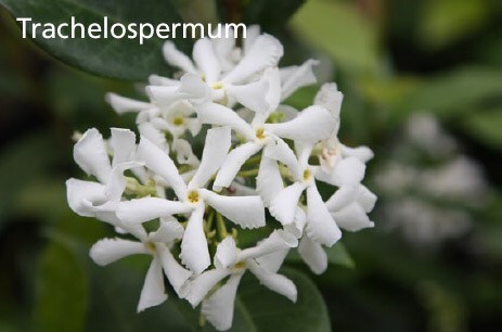 Trachelospermum