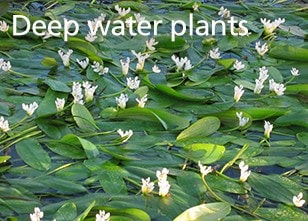 Deep water plants