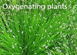 Oxygenating plants