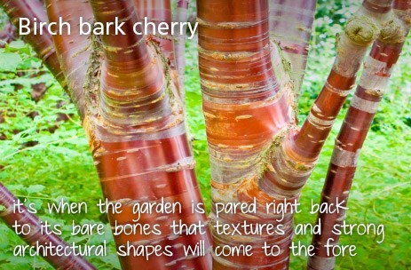 Birch bark cherry