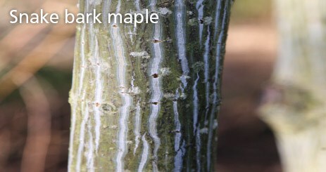 Snake bark maple