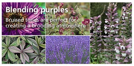 Blending purples