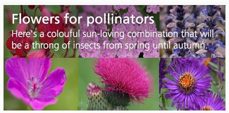 Flowers for pollinators