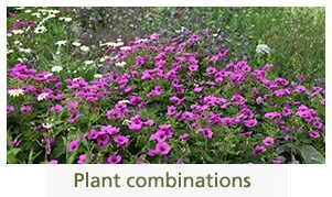 Plant combinations