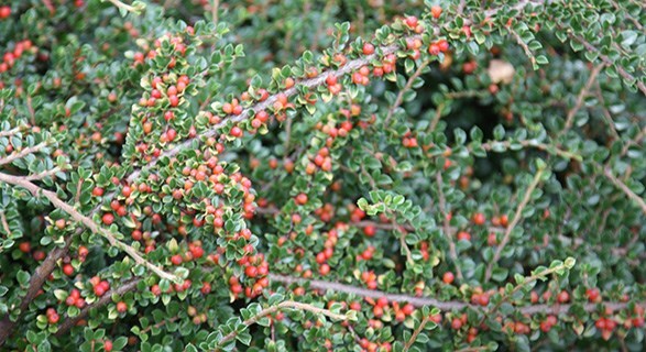 Cotoneasters