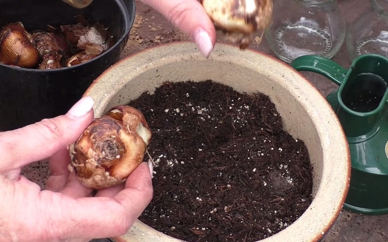 Growing paperwhites in a pot
