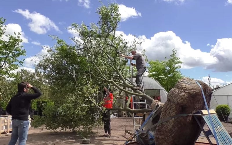 Luciano's Tree arrives at the Chelsea Flower Show