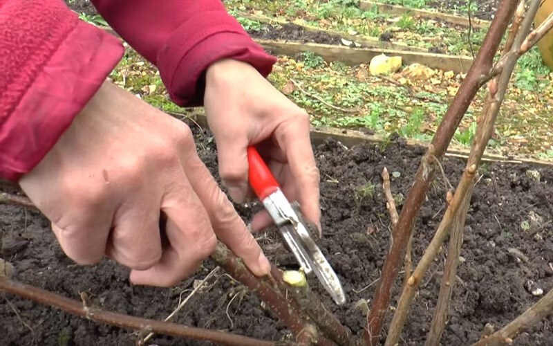 How To: Prune blackcurrants