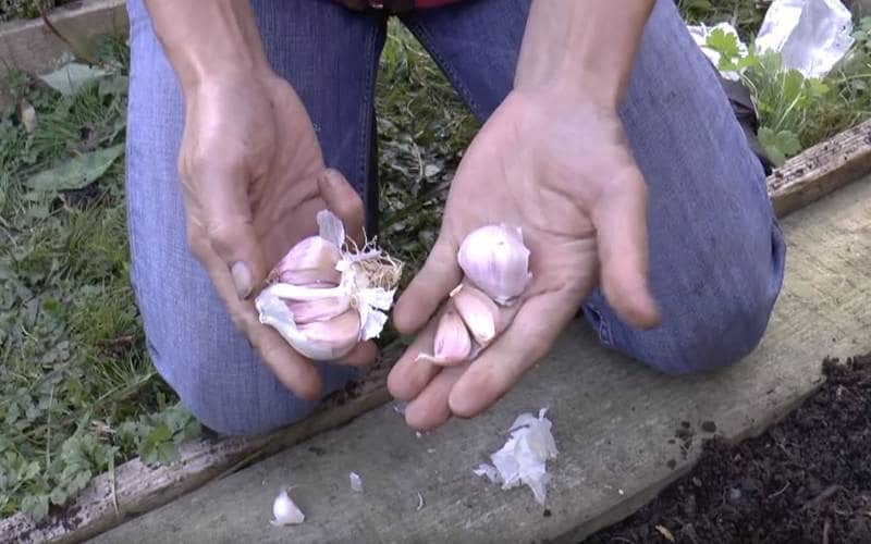 How To: Plant Garlic