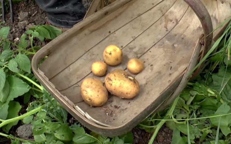 How To: Harvest Potatoes