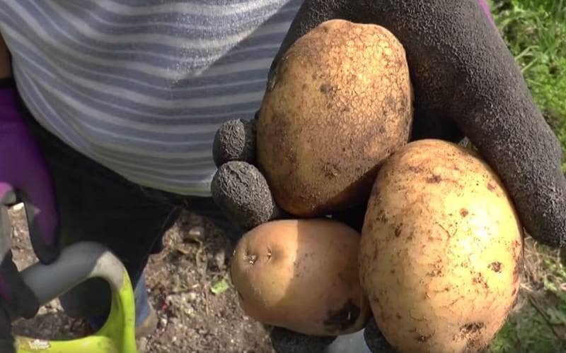 How To: Lift & store maincrop potatoes