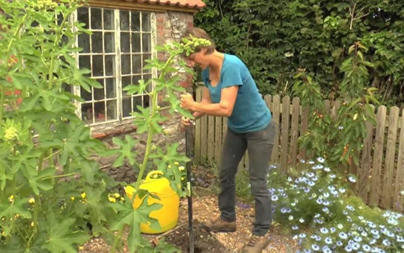 How To: Grow straight parsnips