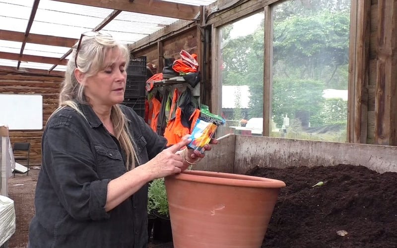 How to plant up a patio pot with herbaceous plants
