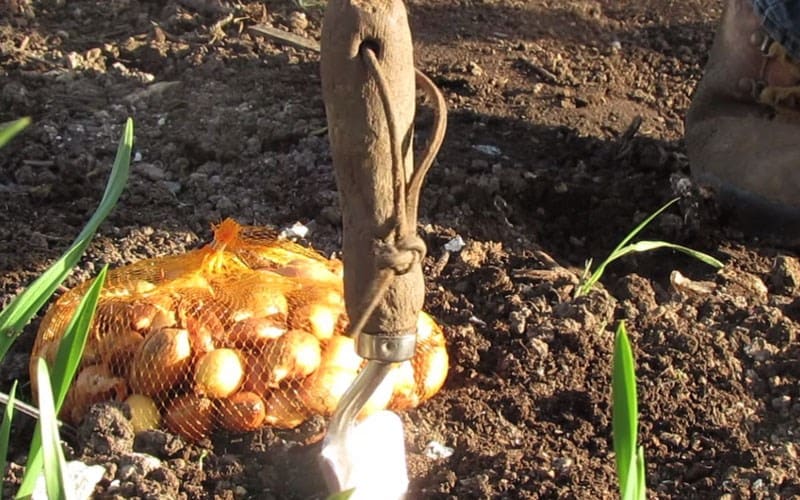 How to plant onion sets