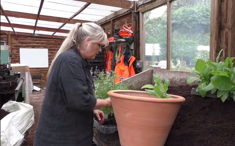 How to plant up a patio pot with summer bedding