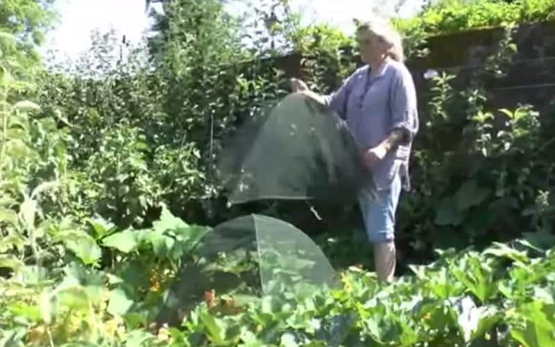 How to use a pop up net cloche