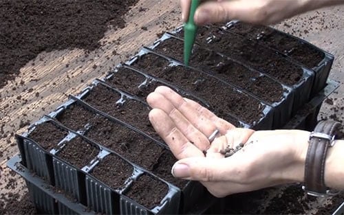 How-to: sow sweet peas