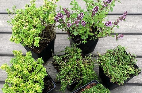 The Thyme Collection