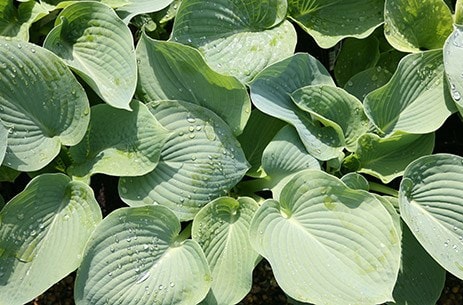 The Hosta Collection