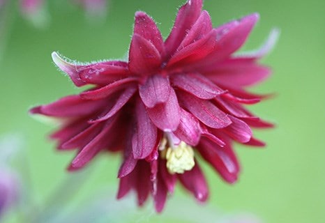 Aquilegia vulgaris var. stellata 'Ruby Port'