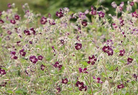Geranium phaeum