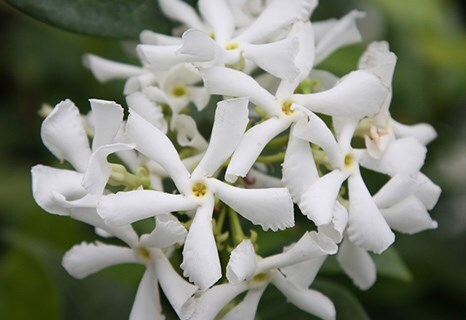 Trachelospermum jasminoides