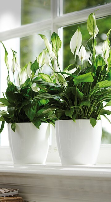 Spathiphyllum & pot cover combination