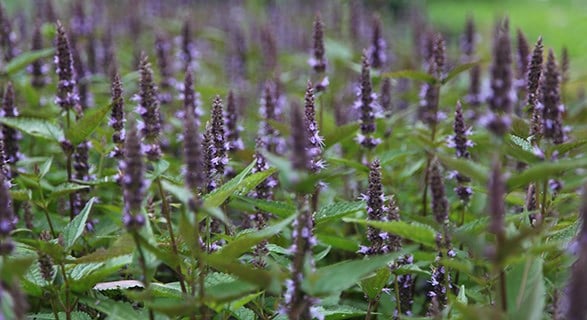 Agastache 'After Eight'