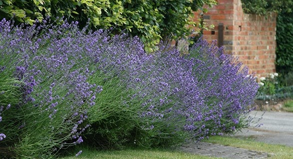 Lavenders