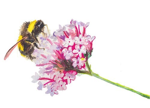 Bees & neonictinoides