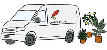 Crocus van