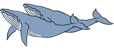 Humpback whales