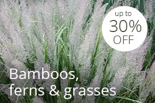 Bamboos, ferns & grasses