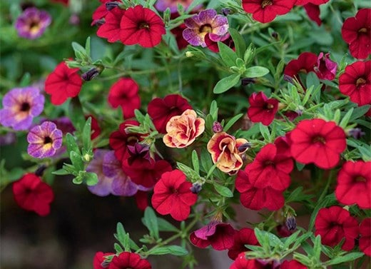 Easy planters