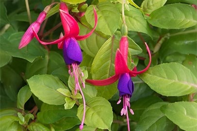 Bedding plants