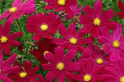 Bedding plants